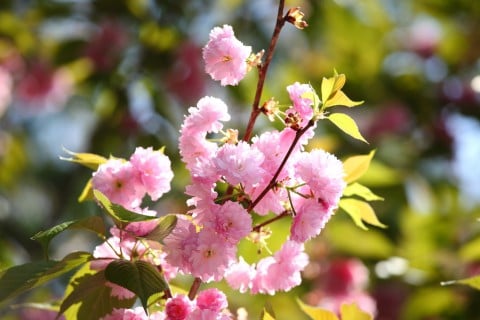 桜の種類や品種の名前まとめ その木さらら日記