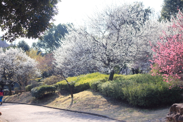 ふるさと公園桜咲き始め00070923