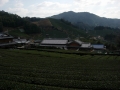 190223石寺の茶畑を抜けて加茂方面へ