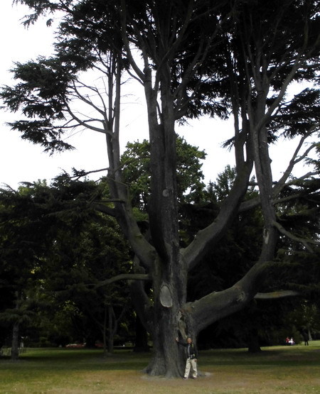 巨大木1
