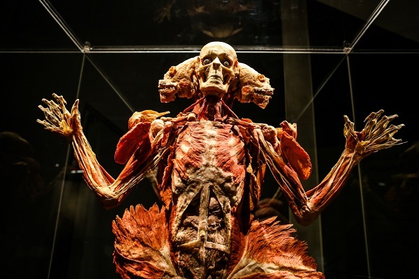 人体標本展を中止、拷問死した中国人の可能性 スイス 画像：人体標本が200体超、ドイツで物議の展覧会18日スタート