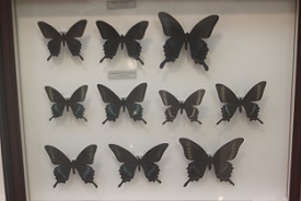 zaiaios 標本展示４ いろいろな蝶 世界一の蛾
