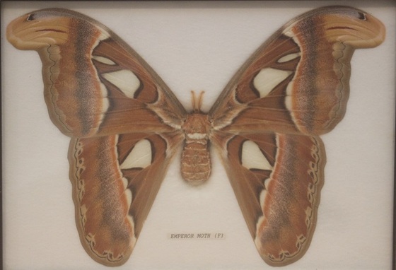 zaiaios 標本展示４ いろいろな蝶 世界一の蛾