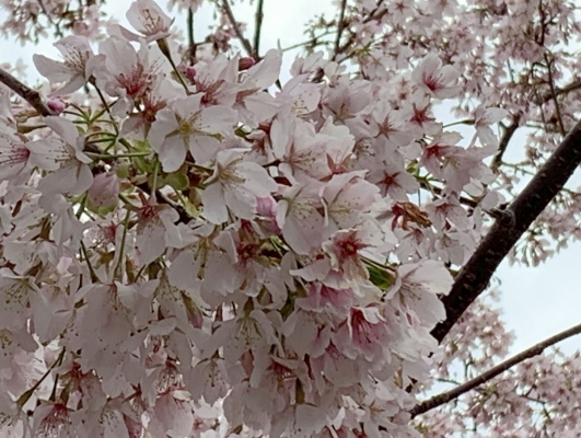 玉縄桜5
