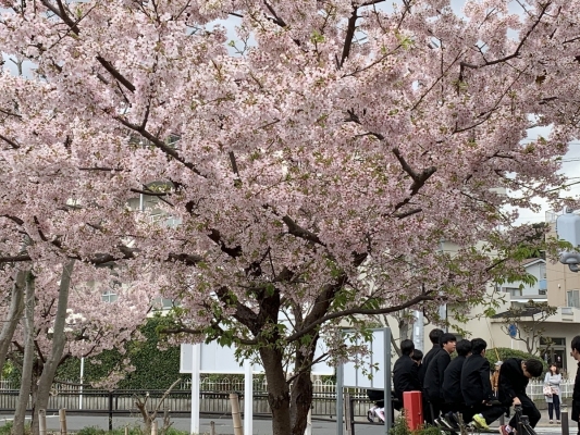 玉縄桜1