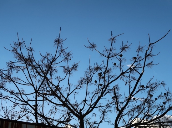 愛知　鳥の木
