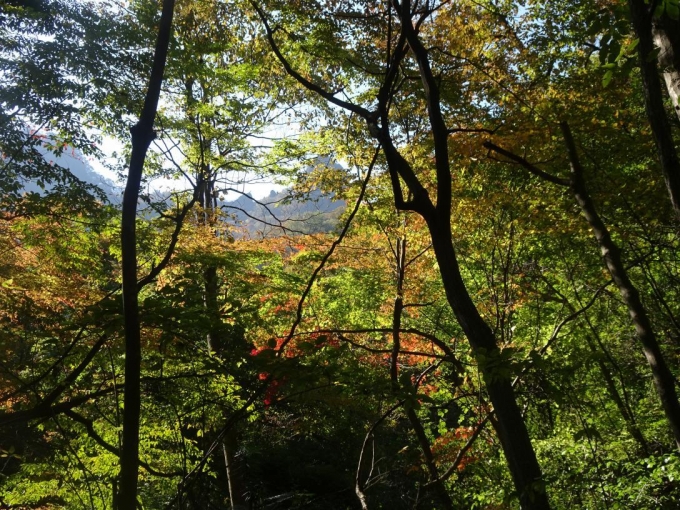 渡渉後の紅葉