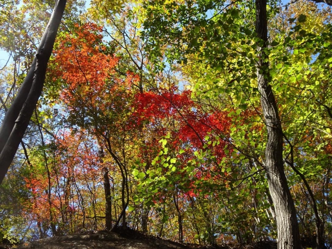 見上げる紅葉