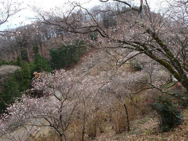 冬桜と桜山