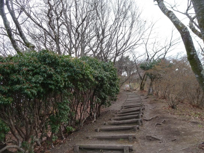 桜山への階段