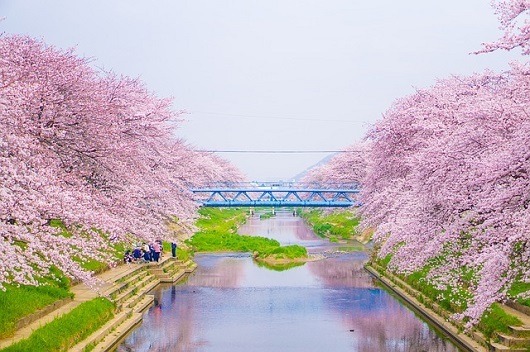 cherry-blossoms-1891877_640.jpg