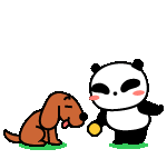 ボールで遊ぶ　犬　パンダ