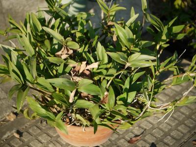 Dendrobiumkingianum