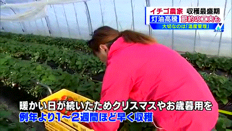 福島のイチゴ収穫開始を報じる福島のローカルＴＶ局（ＴＵＦ）