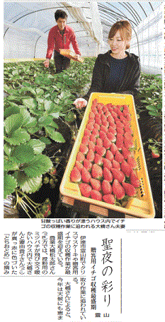 イチゴの収穫を報じる福島県の地方紙・福島民報