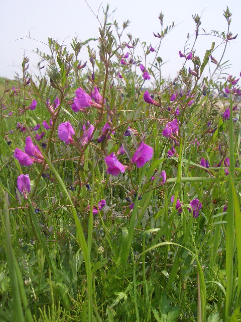 オオヤハズエンドウ 野の花 山の花