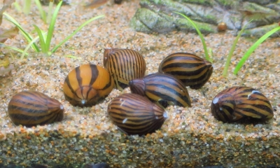シマカノコ貝