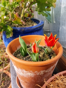 tulipsaita0219