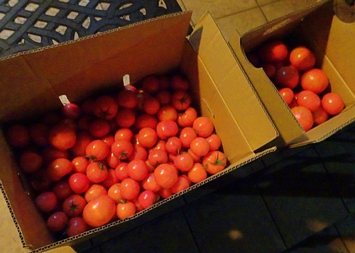 大量トマト！