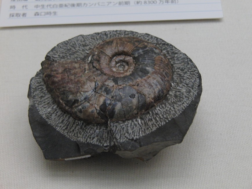 クビナガリュウとアンモナイトの化石展 (4) | 蛻の殻