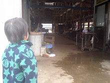 ～豚飼いと天ぷらカーと子育て～　桜の山農場のブログ