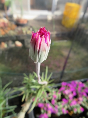 塊根性セネシオ(Senecio picticaulis)、ピンク花2018.11.12
