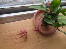 シルホペタラム・エリザベス・アン ’バックルベリーBulbophyllum 'Elizabeth Ann Buckleberry' FCC / AOS ’室内で開花2018.12.11、　