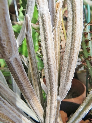 セイリギア・フンベルティー（Seyrigia humbertii）、マダガスカル原産、寒さに弱い2018.12.17