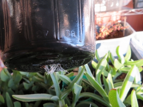 ケンシティア・ピランシー(千歳菊）（Kensitia pillansii、Erepsia)室内3週間で発根しました♪2018.12.19