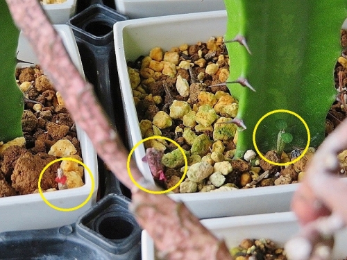 ユーフォルビア・プラティクラダ（Euphorbia platyclada)南西マダガスカル原産、開花中2019.01.07