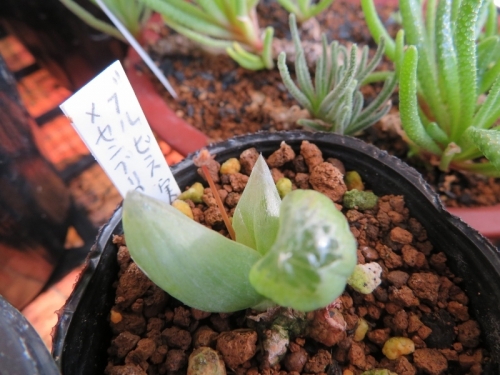 ブルビネ・メセンブリアントイデス(bulbine mesembryanthoides)室内窓際栽培で花芽が来ました。2019.01.15