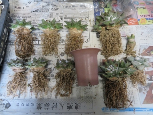 アリオカルプス・牡丹類の植え替え（キリン団扇接ぎ苗）抜いてみますとかなり根が張っています。2019.01.30