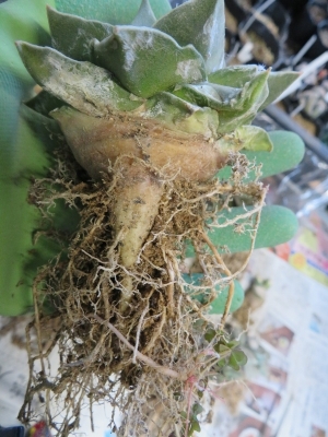 アリオカルプス・牡丹類の植え替え（キリン団扇接ぎ苗）抜いてみますと自根の様な根も出て、かなり根が張っています。2019.01.30