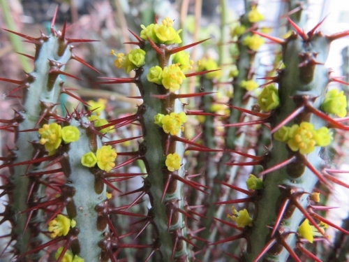 ユーフォルビア・アエルギノーサ（Euphorbia aeruginosa)原産地：南アフリカ・リンポポ州辺、雌雄同株、黄色花同時開花中2019.02.06