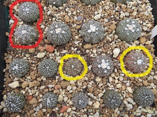 アストロフィツム・兜丸（Astrophytum　asterias　cv.）球体姿に違いが出てきました♪。2019.02.14