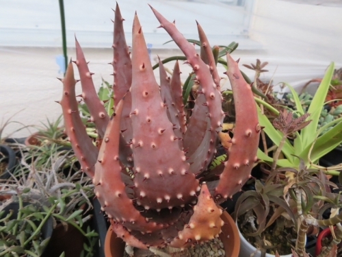 アロエ・アクレアタ変種クロウジアナ（Aloe aculeata v. crousiana)2019.02.23