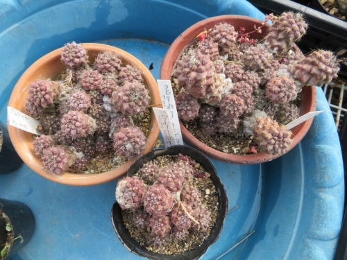 コピアポア・フミリス（Copiapoa humilis = paposoensis)チリ原産2019.02.24