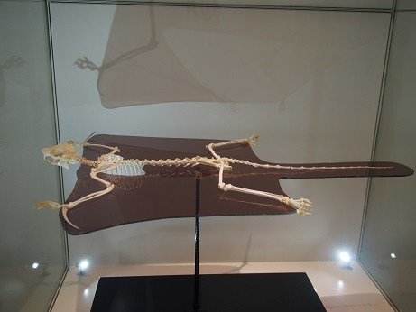 P2020047 骨格標本
