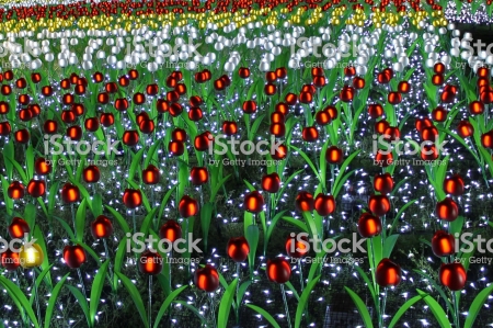 illumination flowers